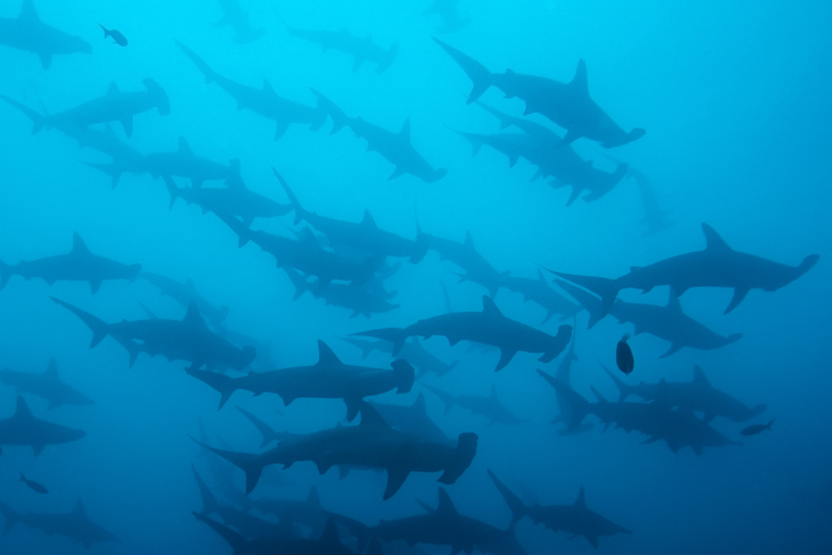 La Paz Mexico Scuba Diving 7