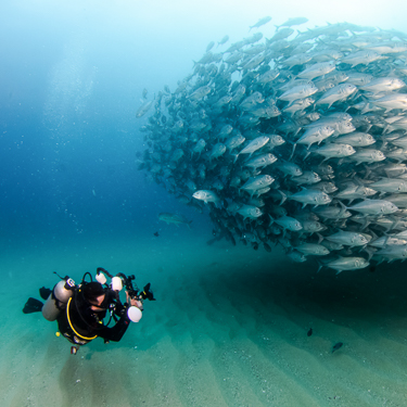 Witness the power of marine conservation in Cabo Pulmo Image