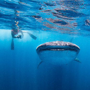 Incredible encounters with whale sharks at Isla Mujeres Image