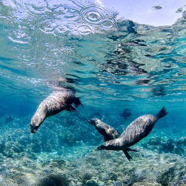 Swim with whale sharks and sea lions in La Paz Image