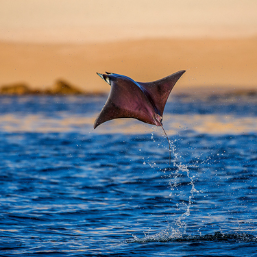 Explore the Sea of Cortez Image