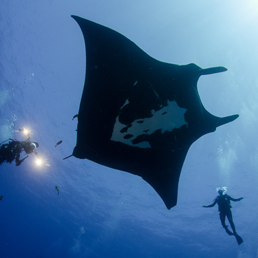 Mexico Scuba Diving Socorro Manta