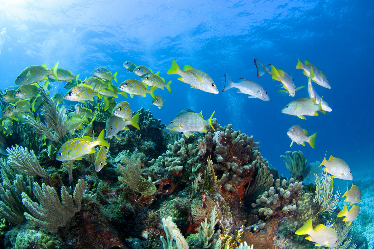Cancun Isla Mujeres Scuba Diving Mexico 5