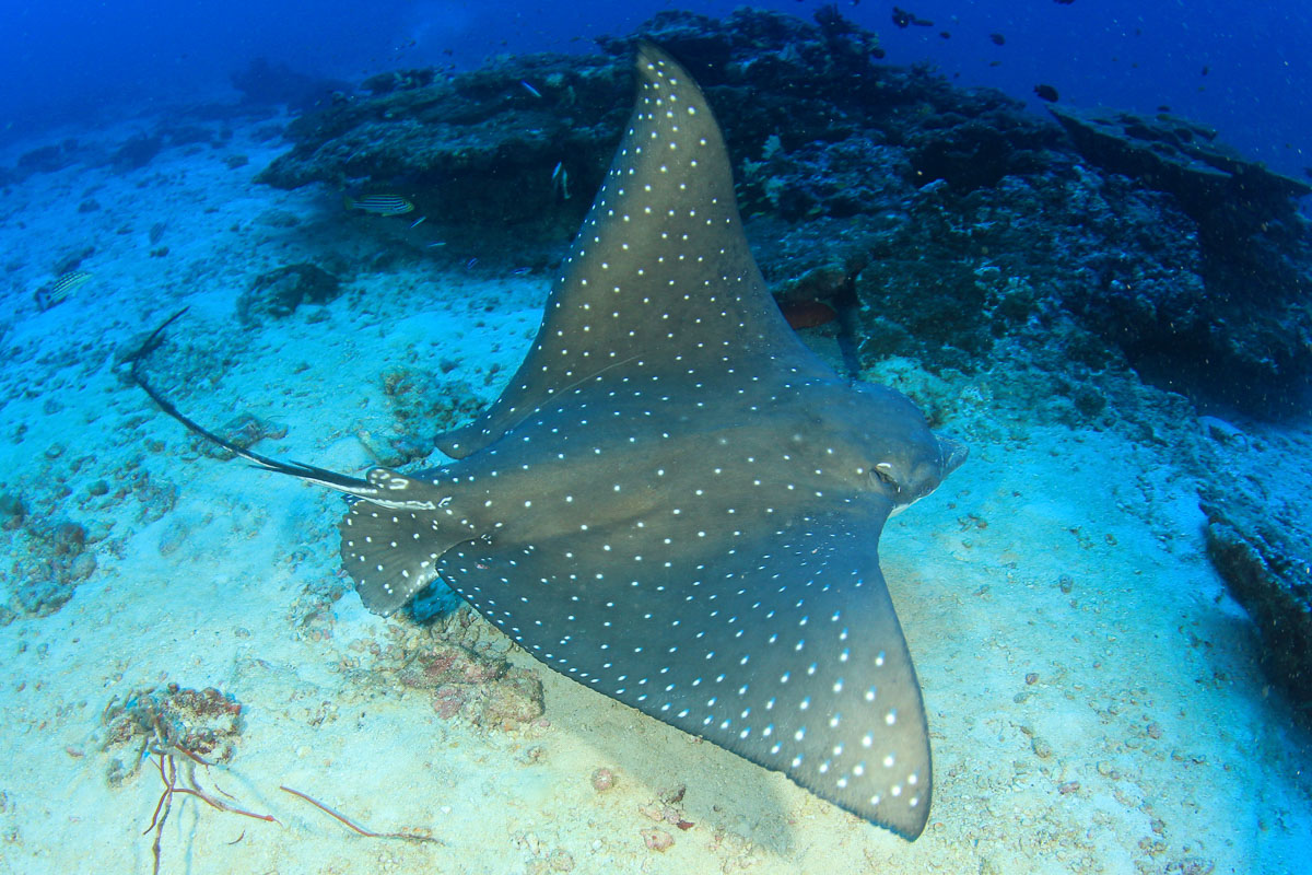 Manta Valley  Diving with giant manta rays in Cancún, Mexico