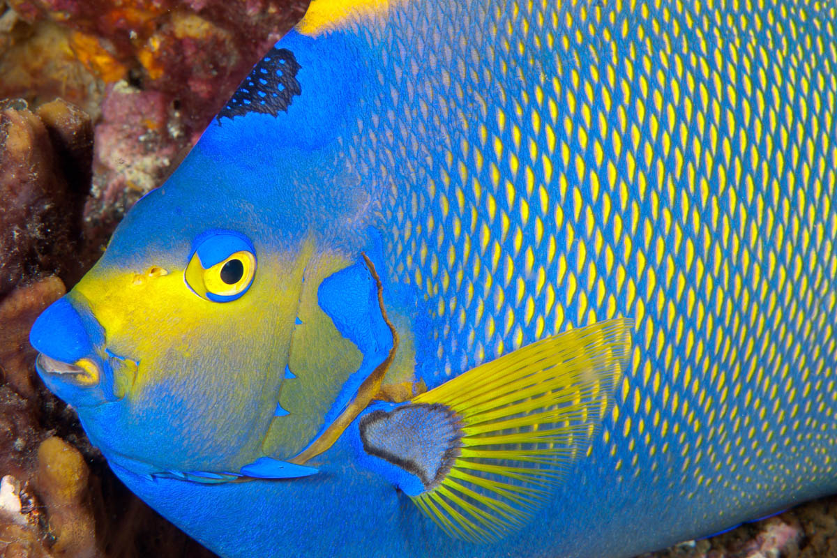 Cancun Isla Mujeres Scuba Diving Mexico 8