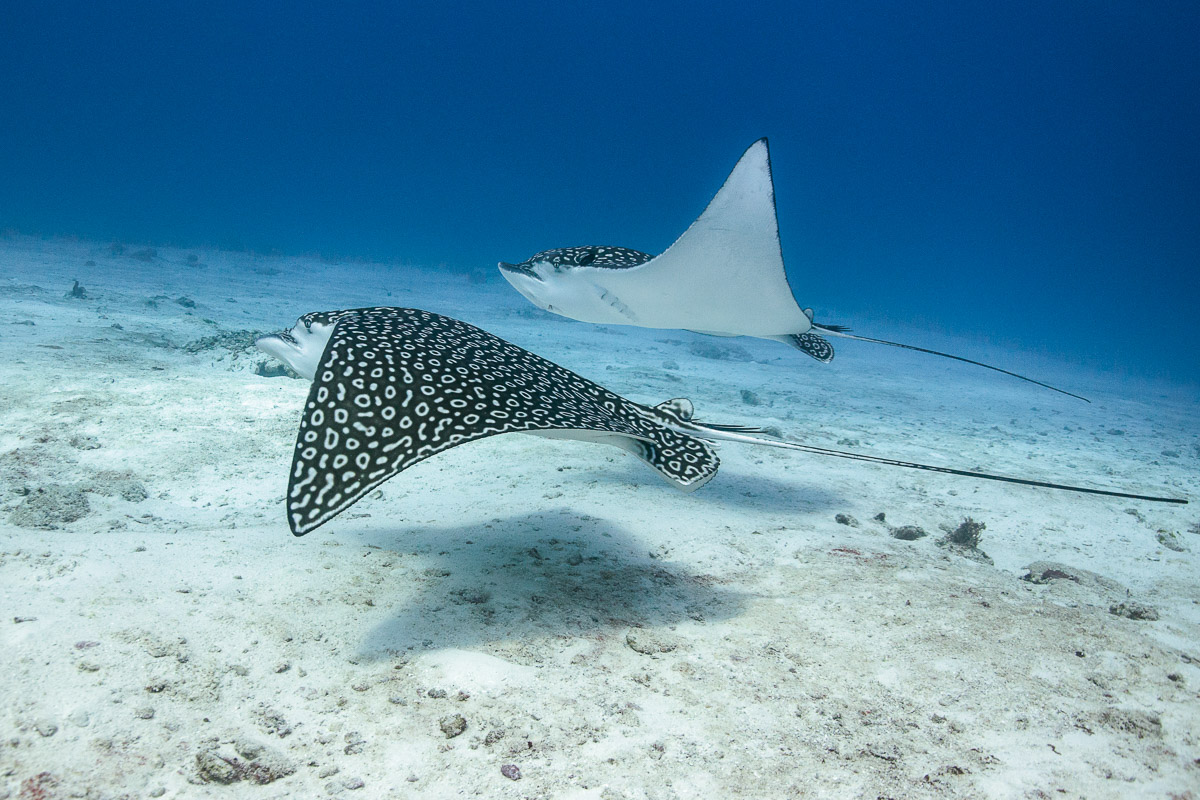 Cozumel Playa Del Carmen Scuba Diving Mexico 3