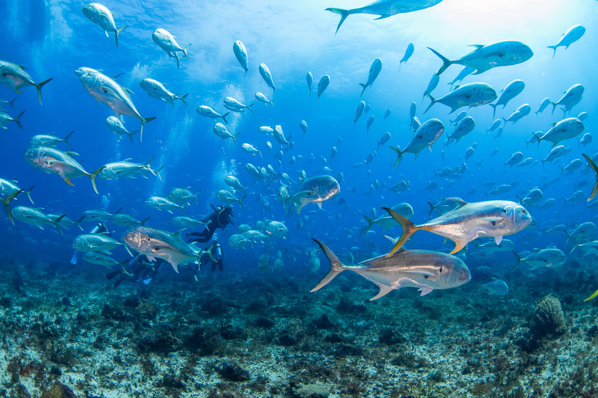 Cozumel Playa Del Carmen Scuba Diving Mexico 5
