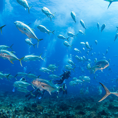 Fast-paced drift and wall diving on Isla Cozumel Image