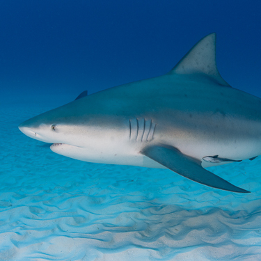 Dive with bull sharks in Playa del Carmen Image