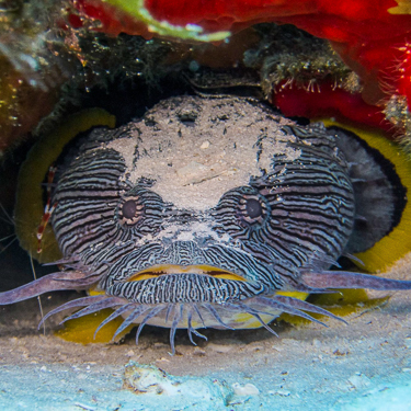 Yucatan Peninsula Scuba Diving Toadfish
