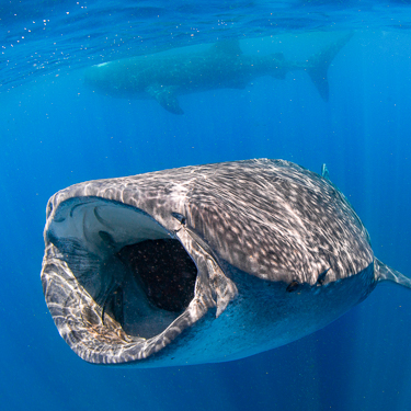 Swim with whale sharks and sailfish at Isla Mujeres Image