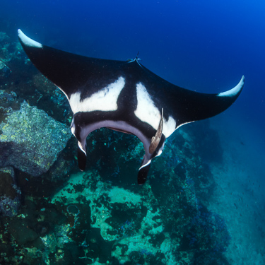Myanmar Mergui Manta Ray