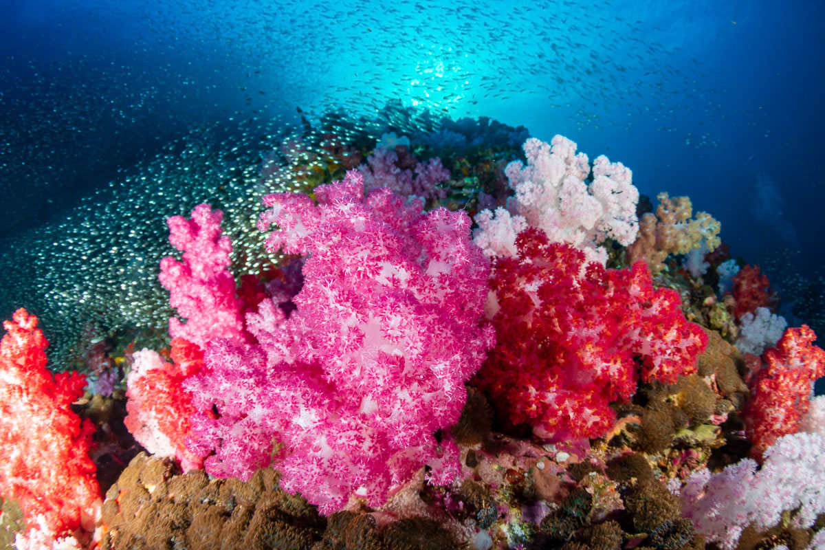 Mergui Archipelago Scuba Diving 2