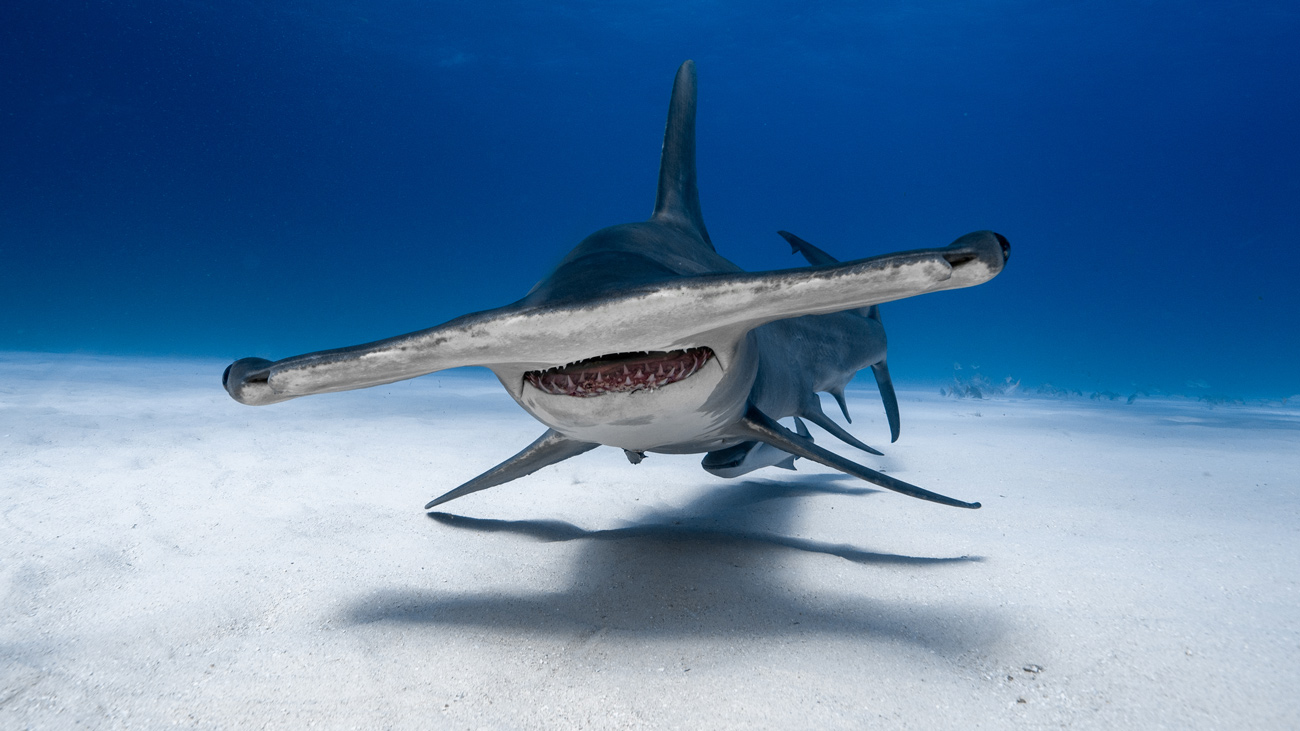 Where to dive with hammerhead sharks