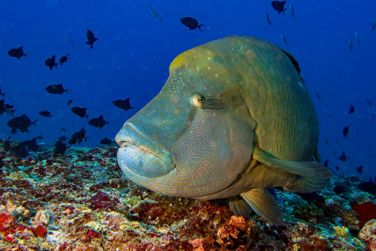 Napoleon wrasse in North Ari Atoll