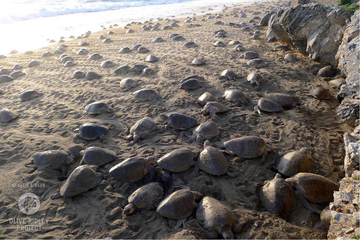 Olive Ridley turtle arribada. Image from www.oliveridleyproject.org