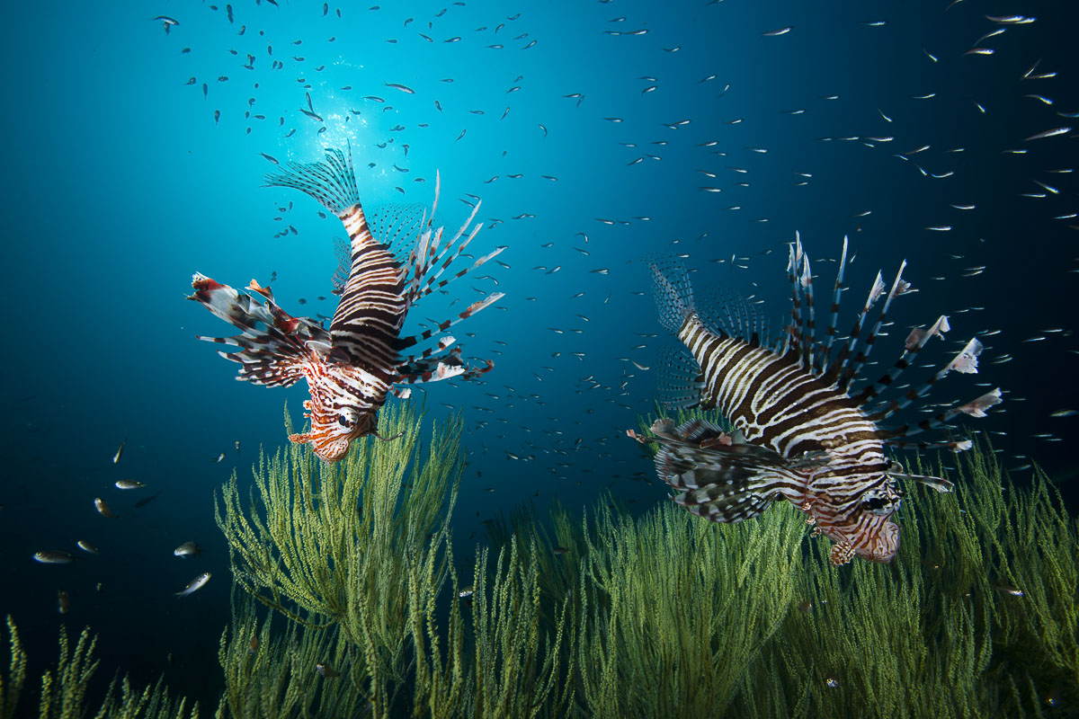 Oman Musandam Scuba Diving 10