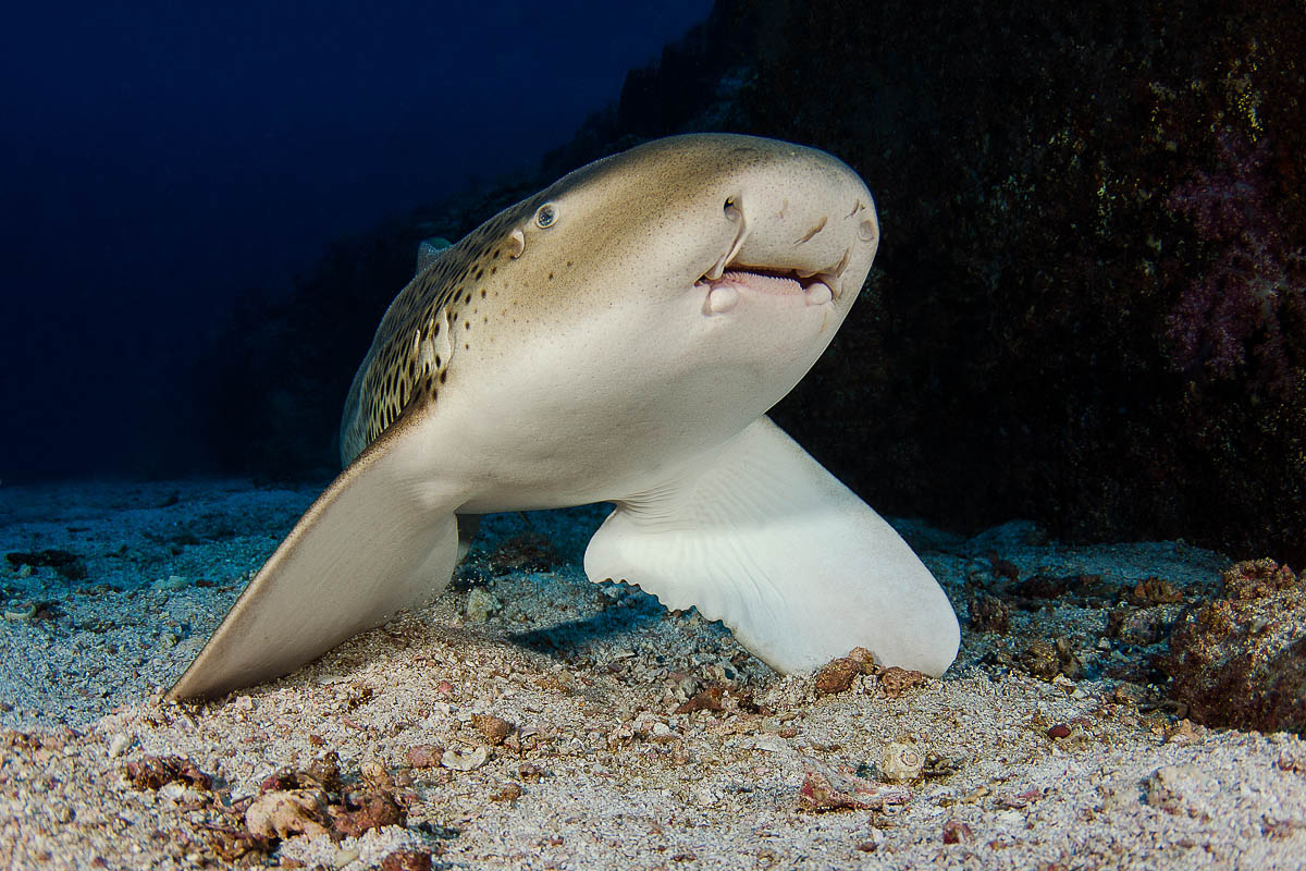 Oman Musandam Scuba Diving 17