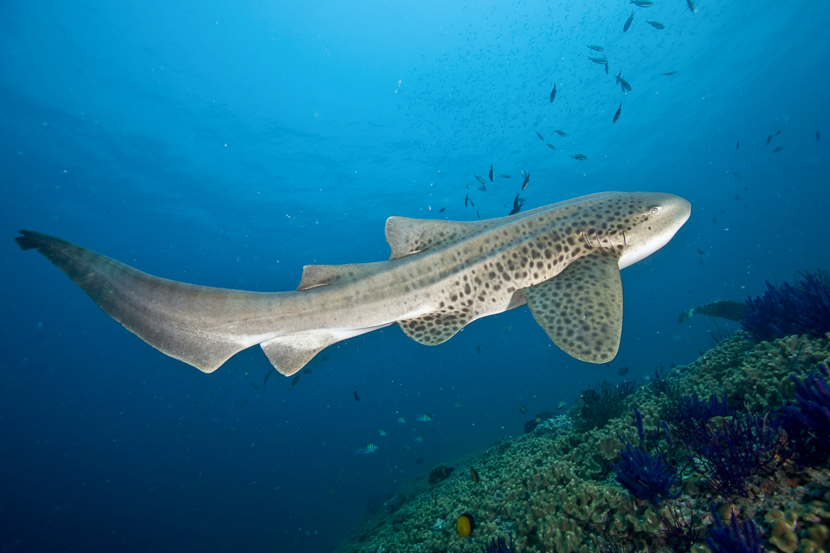 Oman Musandam Scuba Diving 3