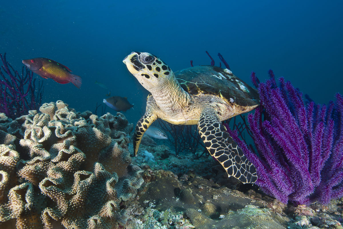 Oman Musandam Scuba Diving 6