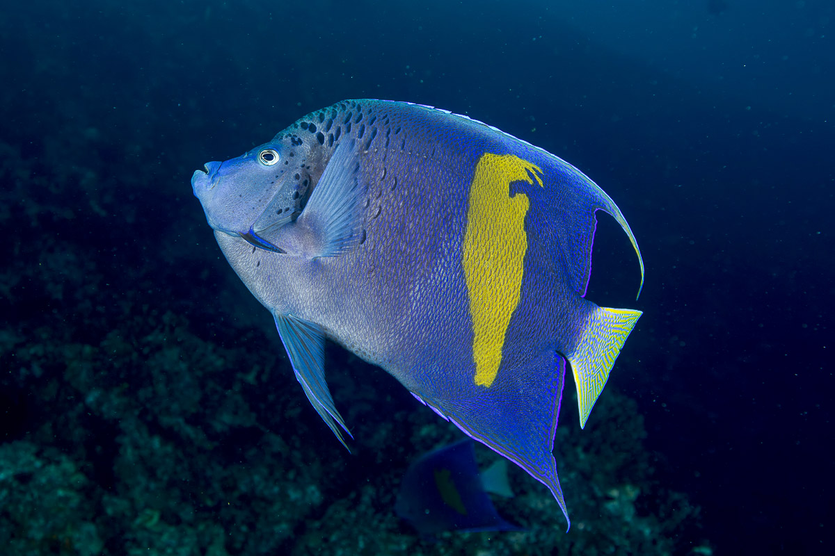 Oman Musandam Scuba Diving 9