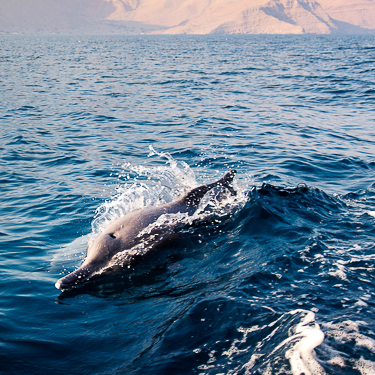 Oman Musandam Scuba Diving Dolphins
