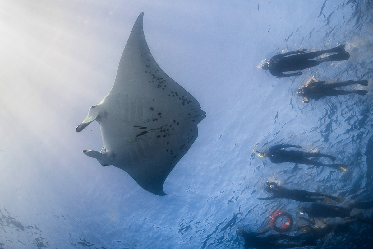 Barefoot Manta Fiji Diving 4