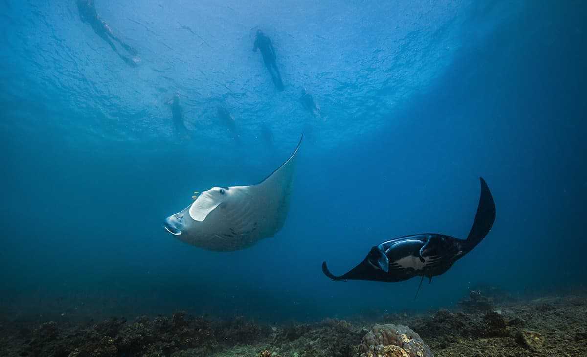Snorkellers watch manta rays from the surface in the Yasawa Islands, Fiji