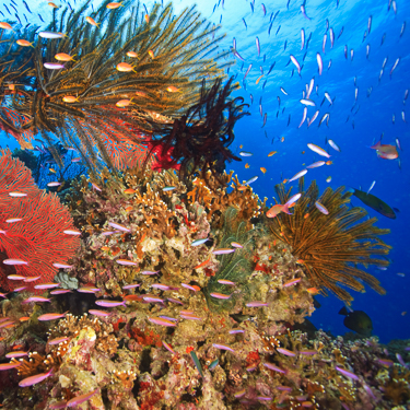 Fiji Scuba Diving Beqa Bligh Water