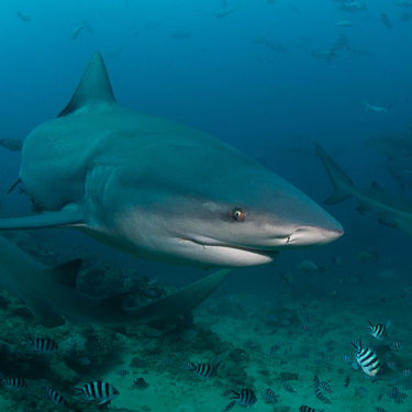 Fiji Scuba Diving Beqa Shark