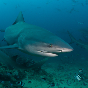 Experience Beqa Lagoon’s world-renowned shark dive Image