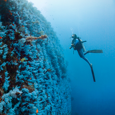Fiji Scuba Diving Beqa Somosomo Soft Coral