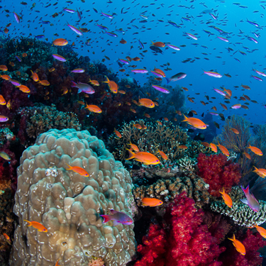 Dive the third longest barrier reef in the world Image