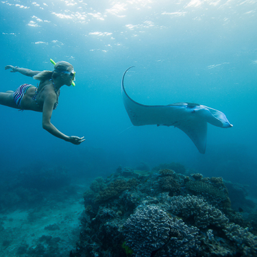 Swim with Yasawa's manta rays Image