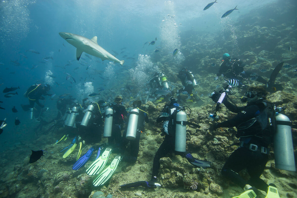 Shark feeding dive in Fiji