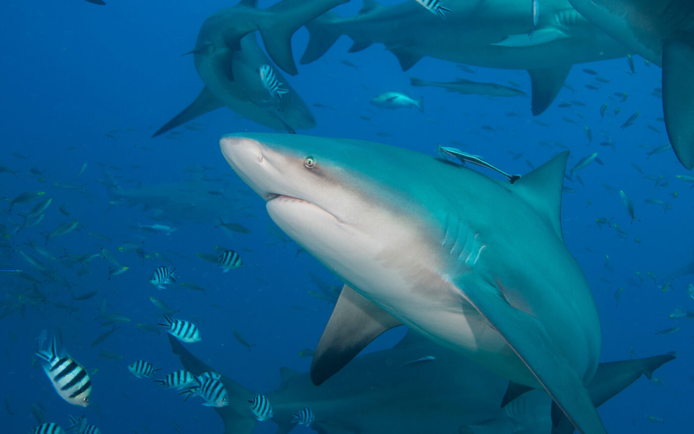 A scuba diver’s guide to Fiji’s famous sharks