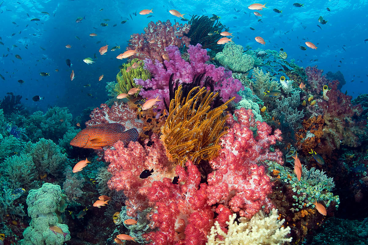 Vanua Levu Taveuni Blight Water Scuba Diving 3