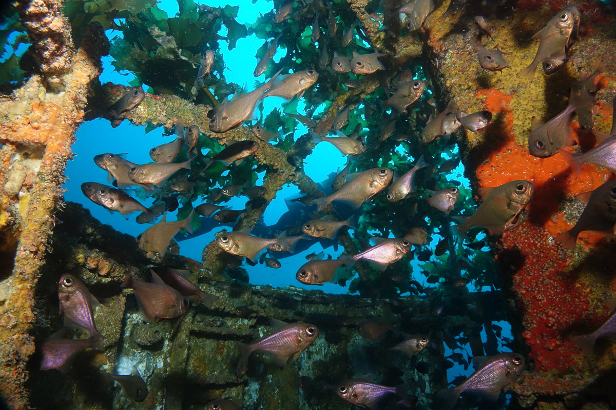 Bay Of Islands New Zealand Scuba Diving 10