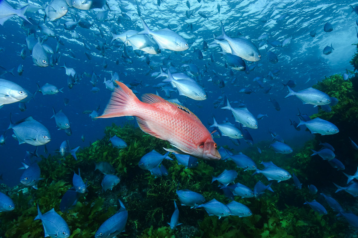 Bay Of Islands New Zealand Scuba Diving 12