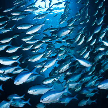 New Zealand Scuba Diving Blue Mao Mao