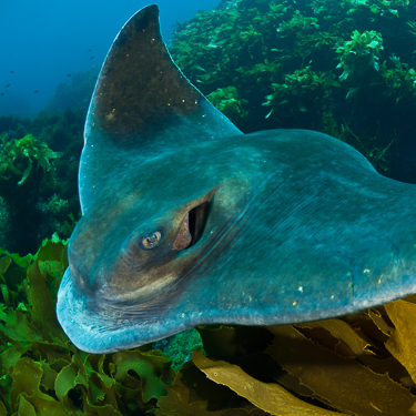 New Zealand Scuba Diving Eagle Ray