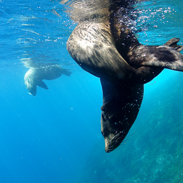 New Zealand Scuba Diving Fur Seals