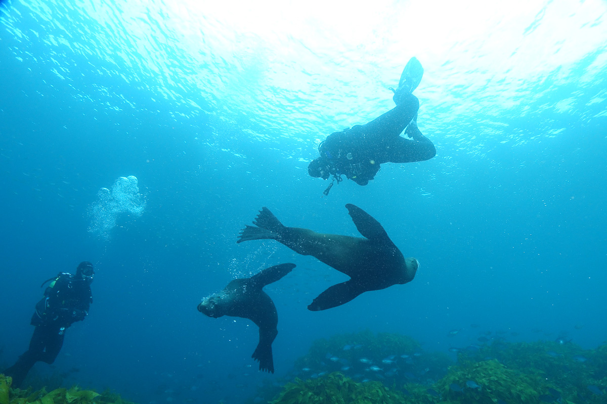 Paihia Dive Bay Of Islands New Zealand Scuba 4