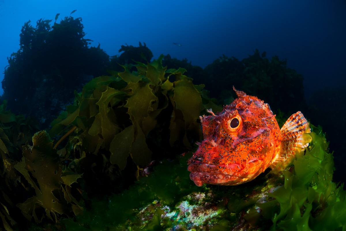 Poor Knights Islands Tutukaka New Zealand Diving 10
