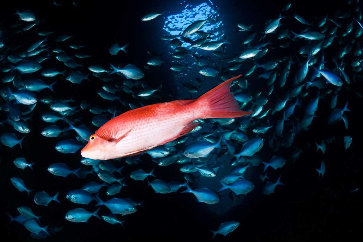 Poor Knights Islands Tutukaka New Zealand Diving 11