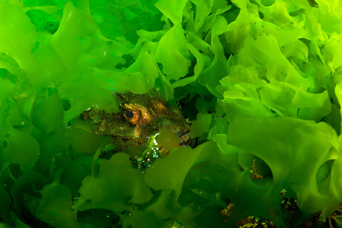 Poor Knights Islands Tutukaka New Zealand Diving 12
