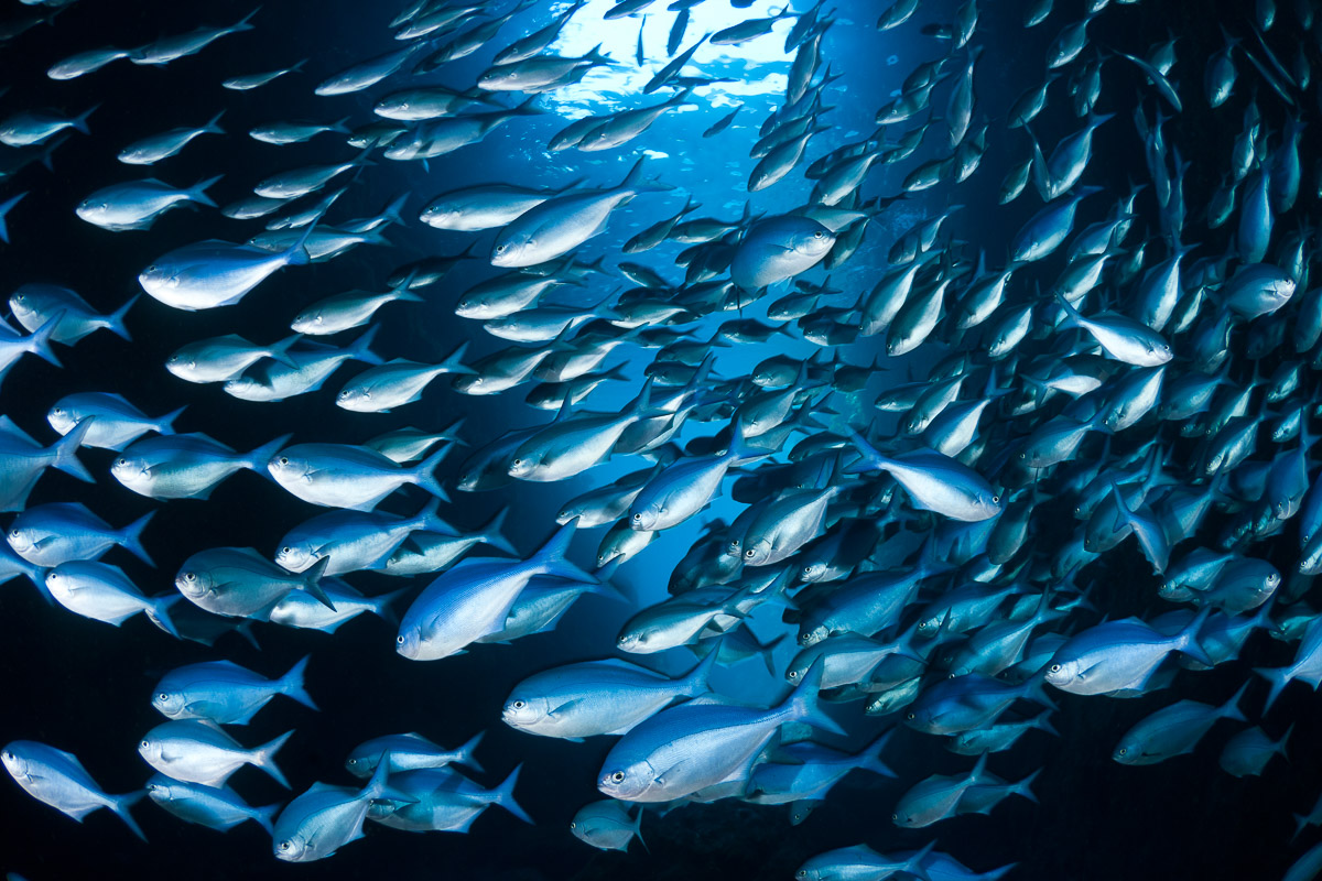 Poor Knights Islands Tutukaka New Zealand Diving 2