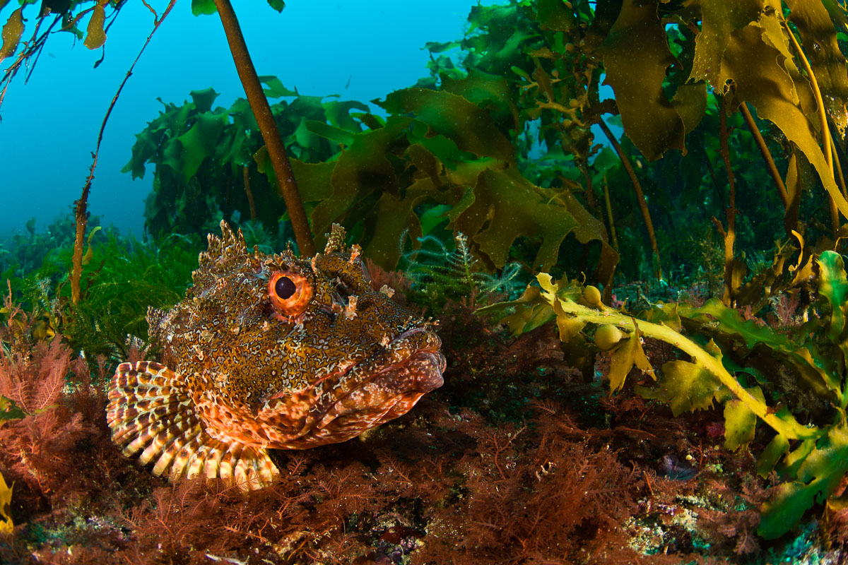 Poor Knights Islands Tutukaka New Zealand Diving 7