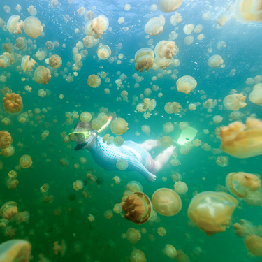 Swim with thousands of stingless jellyfish, Rock Islands Image