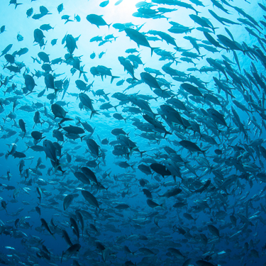 Dive Palau’s famous Blue Corner, Palau Image